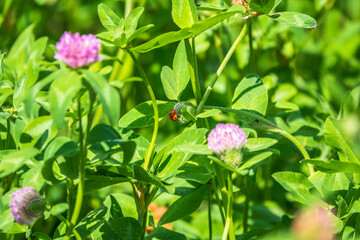 Clover with green leaves and a ladybug on it.