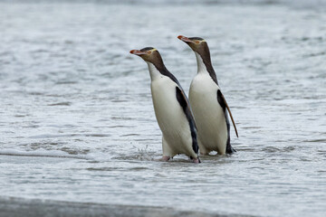 Endangered Yellow-eyed Penguin in New Zealand