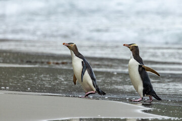 Obraz premium Endangered Yellow-eyed Penguin in New Zealand
