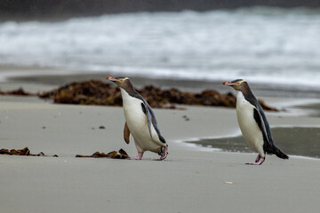 Endangered Yellow-eyed Penguin in New Zealand