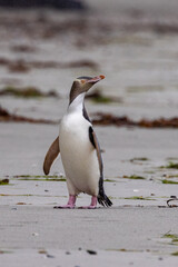 Endangered Yellow-eyed Penguin in New Zealand