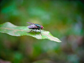 fly on leaf