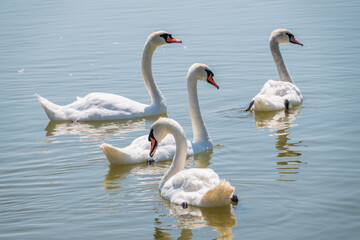 A large flock of graceful white swans swims in the lake., swans in the wild