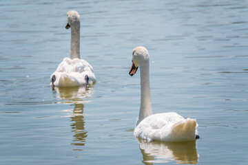 Two Graceful white Swans swimming in the lake, swans in the wild