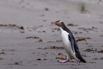 Endangered Yellow-eyed Penguin in New Zealand