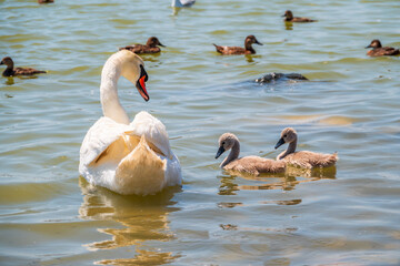 A female mute swan, Cygnus olor, swimming on a lake with its new born baby cygnets. Mute swan protects its small offspring. Gray, fluffy new born baby cygnets.