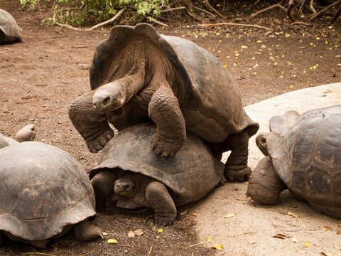 Galapagos Tortoises Mating