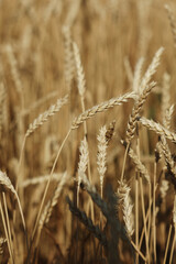 Fototapeta premium Wheat field. Closeup photo of wheat. Autumn harvest.