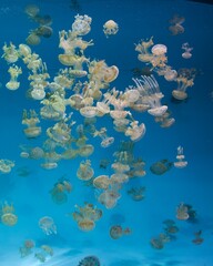 jellyfish swimming in the blue water