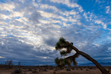 Joshua tree in the desert