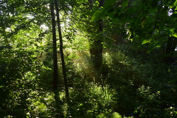 the sun's rays pass through the trees at dawn in summer