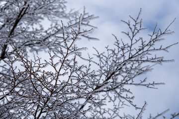 Frosted Branch