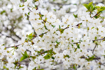 Fototapeta premium Branches of blooming cherry tree in a spring orchard.