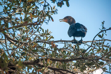 A cormorant bird stands perched high up in a tree, looking to the left against a clear blue sky.
