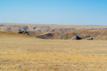grass in the dunes