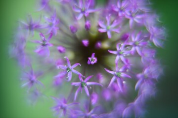 Fototapeta na wymiar Decorative onion flower. A flower in the form of a purple ball. Soft focus, shallow DOF.