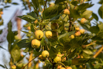 Branch of wild apple tree with small bright yellow apples and green leaves is in a park in summer