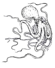 octopus illustration drawing on white background 