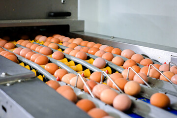 Fresh brown eggs on a transportation line on a modern poulty factory. Defocused