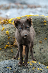 Pribilof Islands Arctic Fox (Alopex lagopus pribilofensis) at St. George Island, Pribilof Islands, Alaska, USA