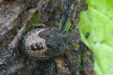 Closeup on a the hairy nymph stage of the sloe bug, Dolycoris baccarum, hiding in a dried brown nettle leaf