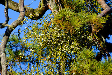 Eine Mistel (lat.: Viscum) wächst zwischen den Ästen einer alten Kiefer