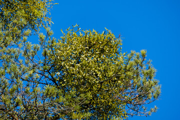Misteln in einem Nadelbaum vor blauen Himmel (lat.: Viscum)