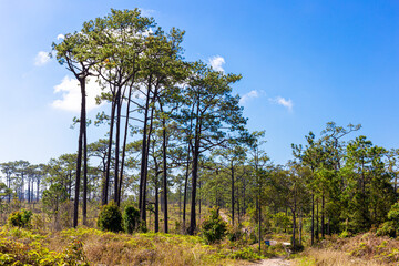 Fototapeta premium Pine tree in the Phu Kradueng National Park, Loei