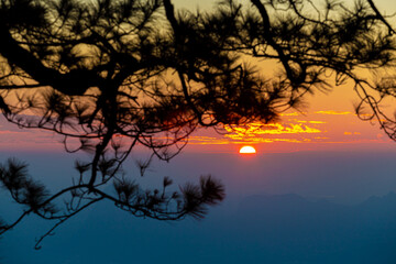 Landscape photo  Pine cones at sunset ,Phu Kradueng National Park ,Thailand