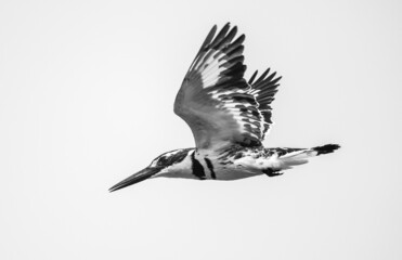 Pied Kingfisher is flying in black and white.