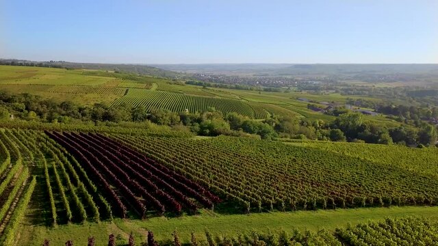 Luftbild mit Drohne von herbstlichen Weinbergen der Winzer Rheinhessens bei Großwinternheim in der Nähe von Ingelheim und Bingen während des Sonnenuntergangs im Herbst, Kaiserpfalz, Rheinland Pfalz