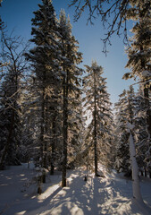 winter forest in the snow