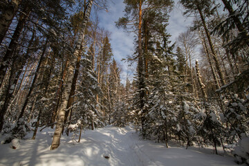 Winter landscpe. Snow-covered coniferous forest in sunny weather. Russia. National Park.
