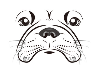 French bulldog face.