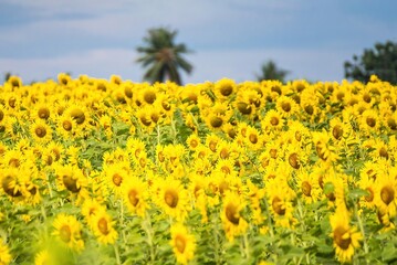 Obraz premium Beautiful sunflower flower blooming in sunflowers field.Thailand.