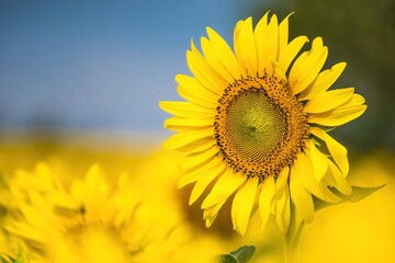 Beautiful sunflower flower blooming in sunflowers field.Thailand.
