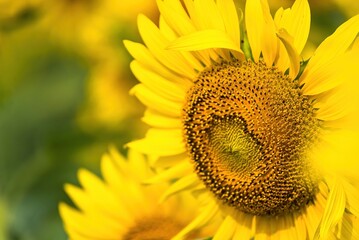 Obraz premium Beautiful sunflower flower blooming in sunflowers field.Thailand.