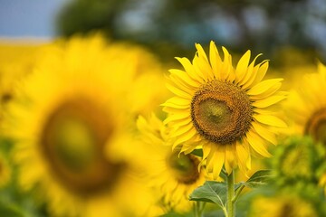 Fototapeta premium Beautiful sunflower flower blooming in sunflowers field.Thailand.