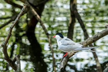 Wild Common Tern (Sterna hirundo) in park, Moscow, Russia