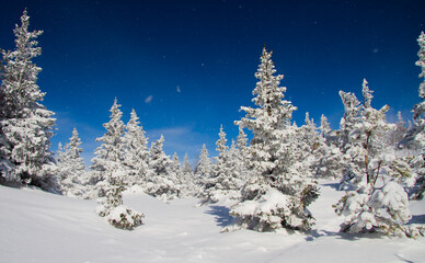 Winter landscpe. Snow-covered coniferous forest in sunny weather. Russia. National Park.
