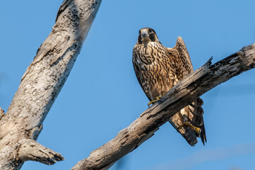 Peregrine Falcon (Falco peregrinus) in Bolsa Chica Ecological Reserve, California, USA