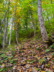 Mountain trail covered with fallen leaves in a forest in early autumn (Zao, Yamagata, Japan)