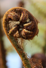 close up of fern leaf