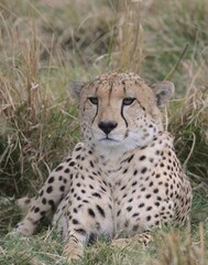 close-up portrait of cheetah sitting alert in grass and watching out for prey on the horizon in the wild savannah of the masai mara, kenya