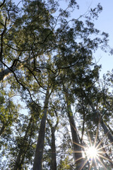 trees and sky with sun