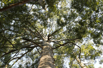 Fototapeta premium tree and sky