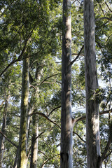 trees in the woods