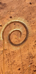 close up of a grass spiral