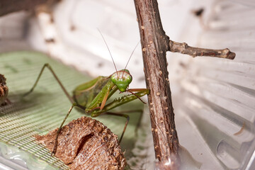 Ordinary mantis (lat. Mantis religiosa) thoroughly clean the forelimbs after eating.
