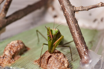 Ordinary mantis (lat. Mantis Religiosa) eats a fly.